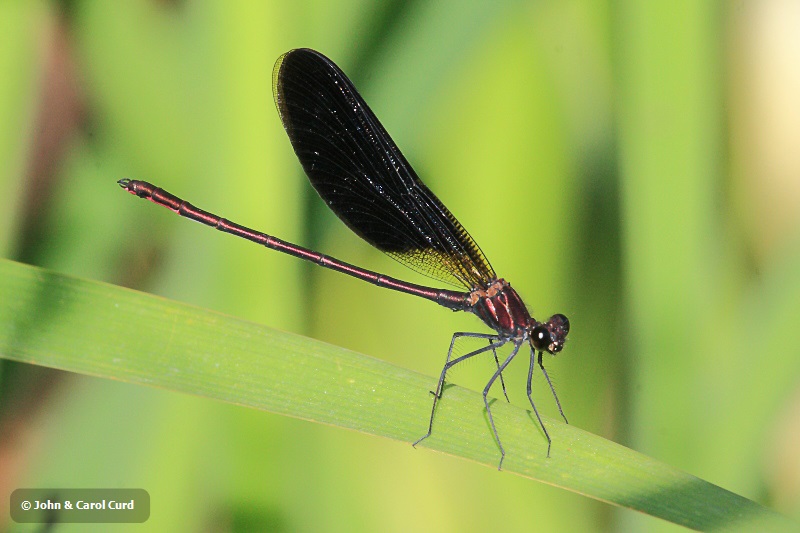 IMG_1775 Calopteryx haemorrhoidalis.JPG